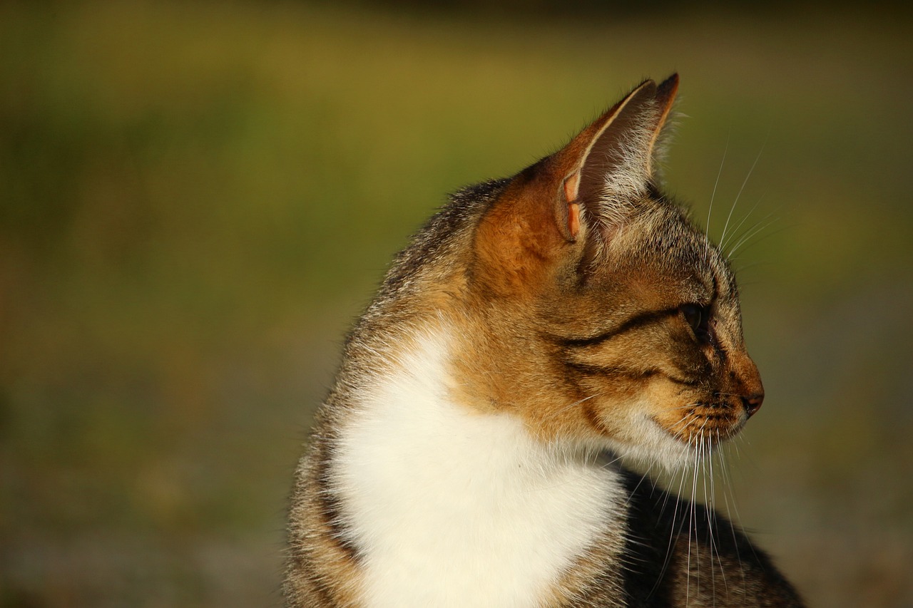 小猫最新版，探索猫咪全新魅力的精彩之旅
