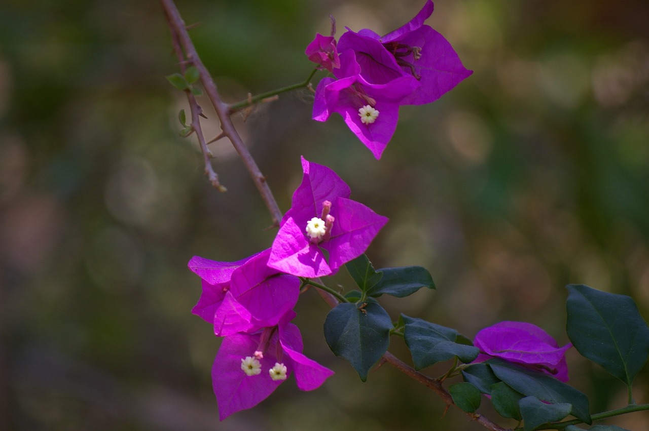 上海植物园最新公告,探索自然之美的最新动态与邀请活动
