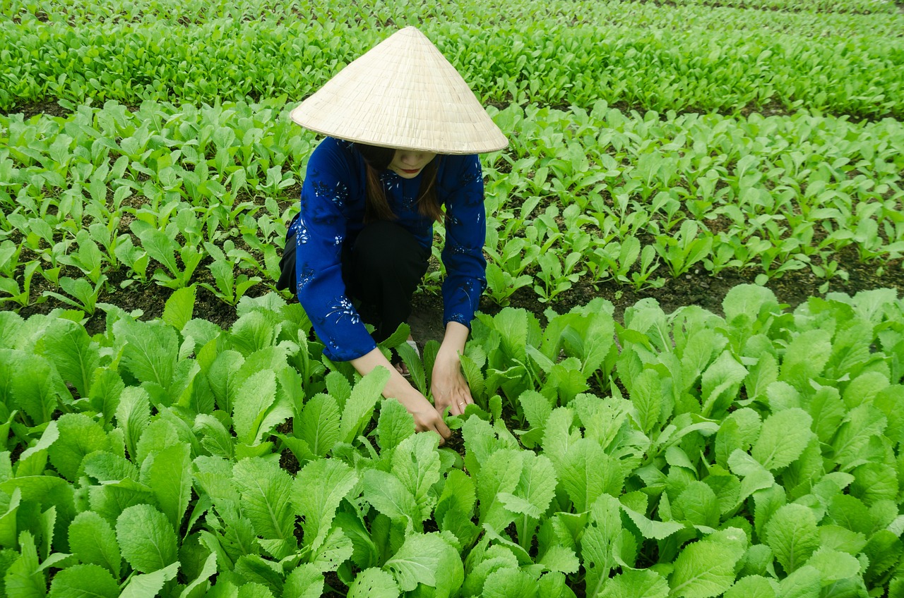 桑植最新动态，发展与变化的深度探索