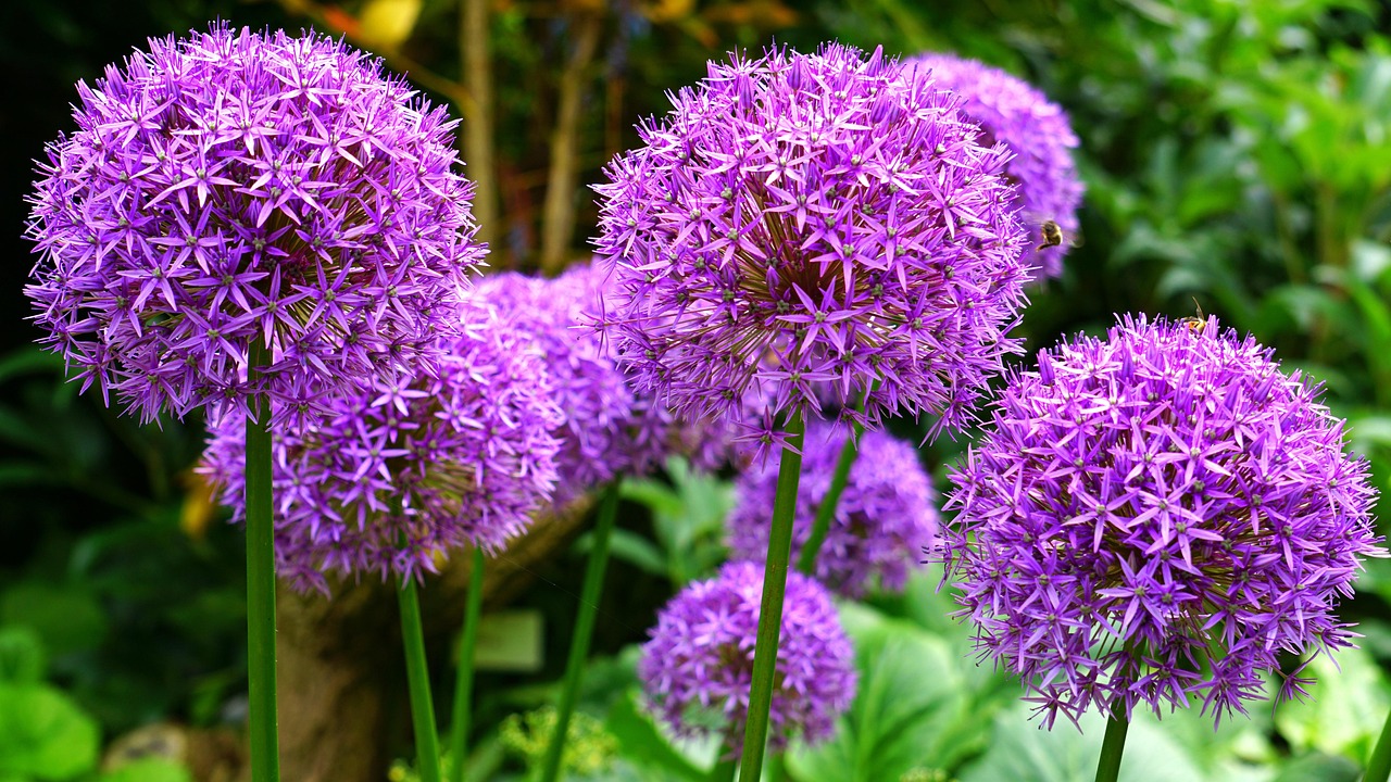 芜湖春季动态速递，繁花似锦，活力四溢的季节展望